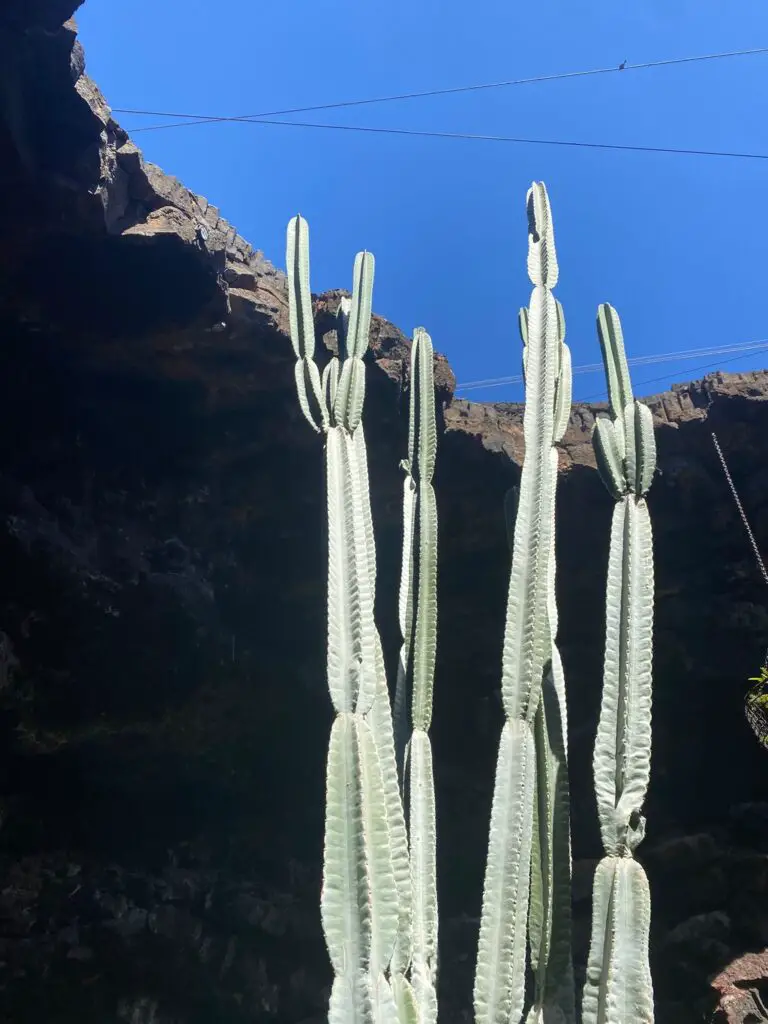 Visiting Lanzarote Canary Islands cactus jameos del agua